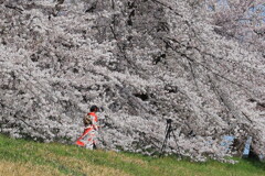 桜を自撮り
