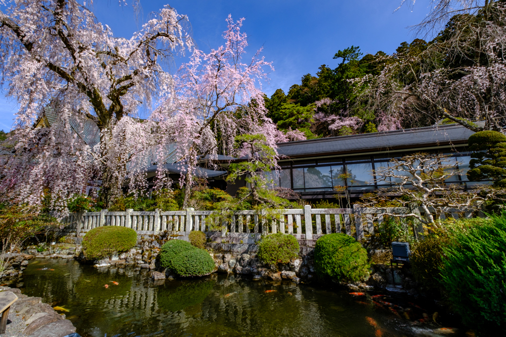 身延山久遠寺の春