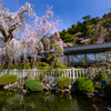 身延山久遠寺の春