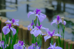 水辺の花