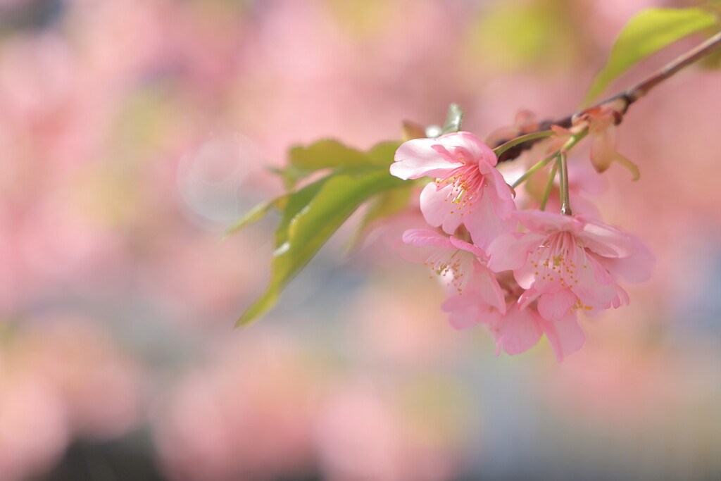 河津桜