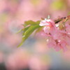 河津桜