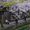 八幡堀めぐり　春