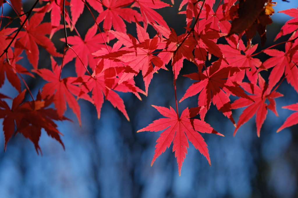 紅い帳