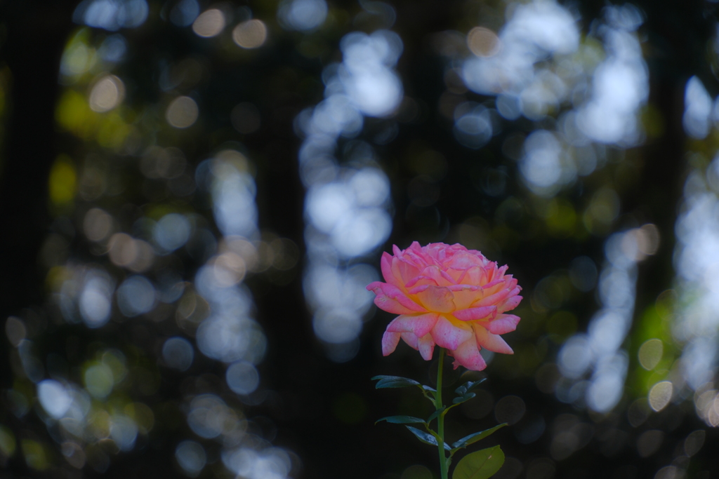 薔薇