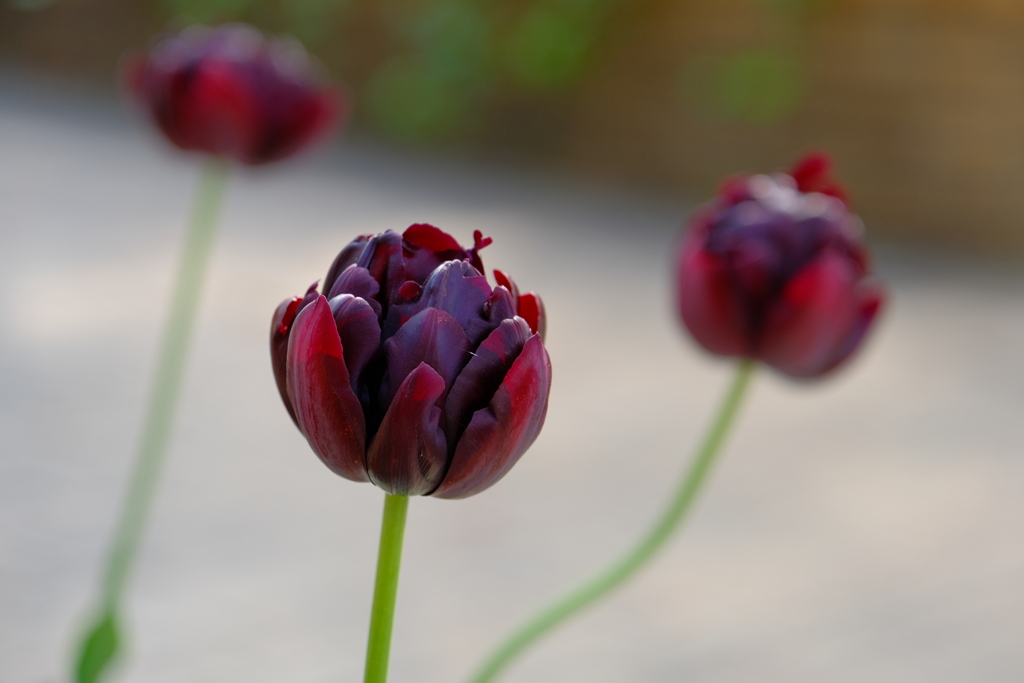 チューリップ？