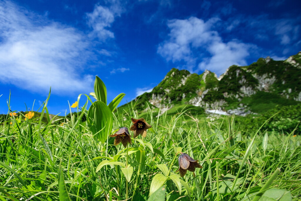 ミヤマクロユリ