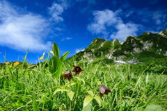 ミヤマクロユリ