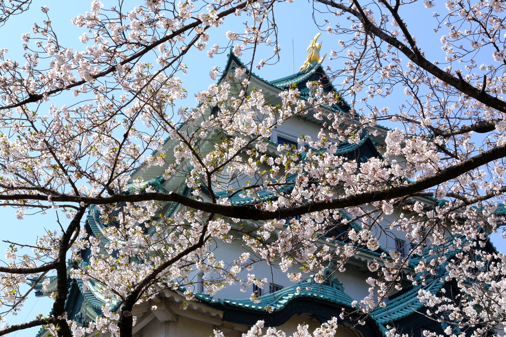 桜とシャチホコ