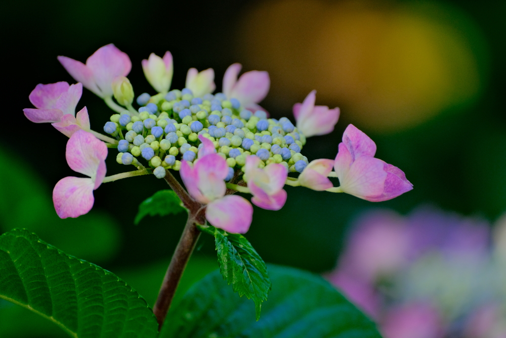 紫陽花