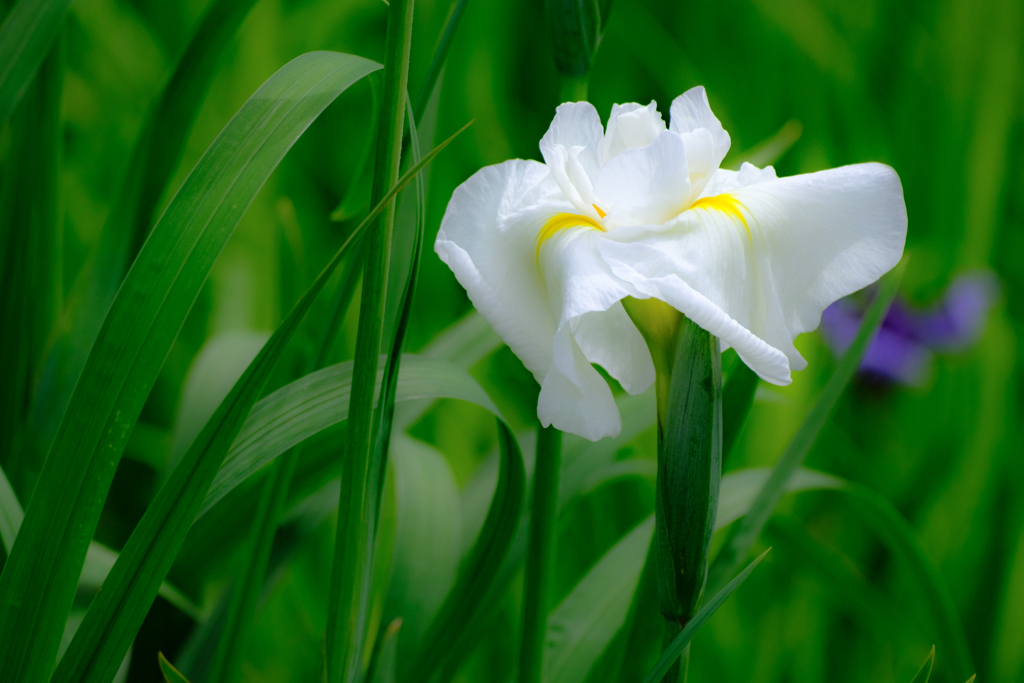 花菖蒲