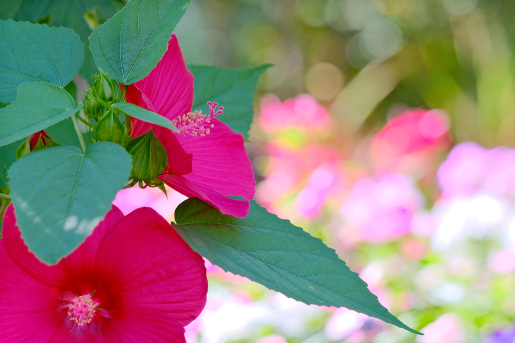 タイタンビカス