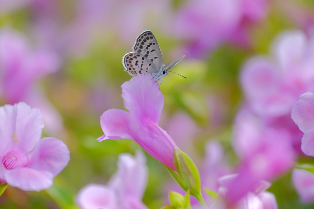 花と蝶９