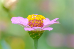 散歩道の花