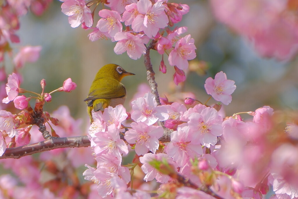 河津桜にメジロ