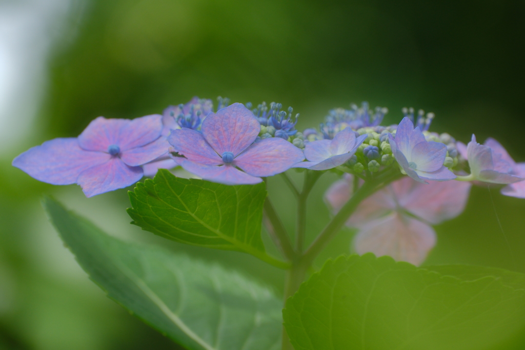 紫陽花