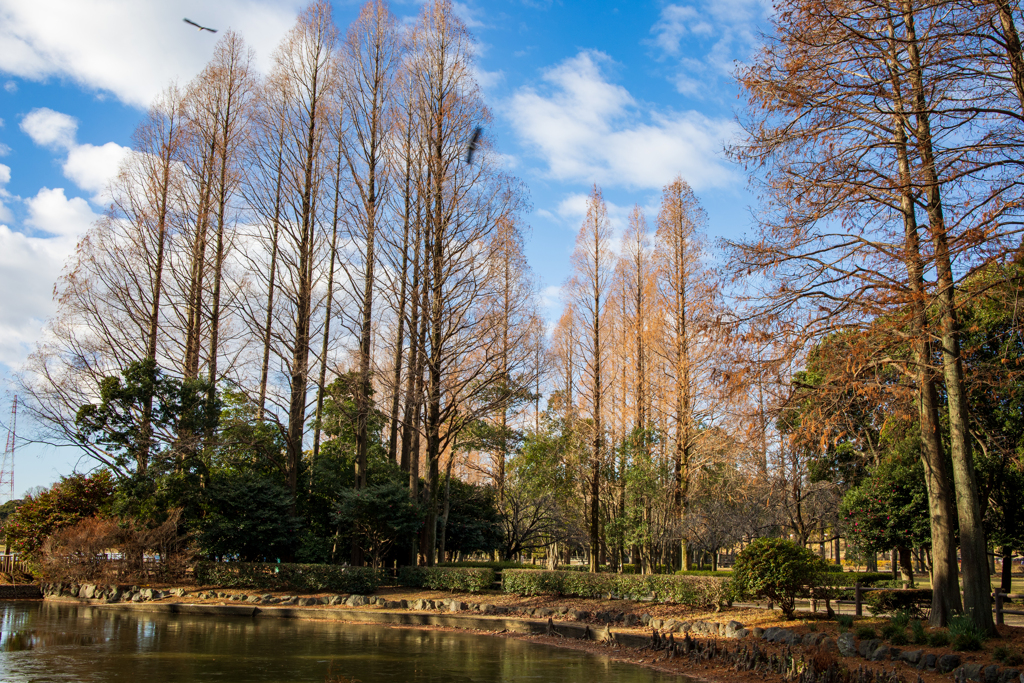 冬の公園