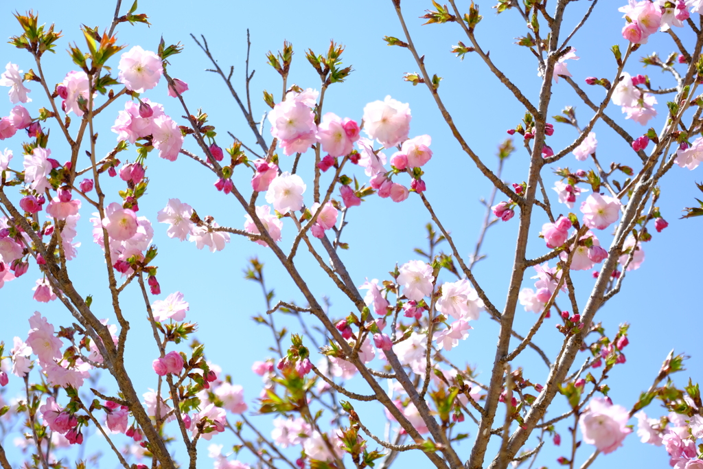 花模様