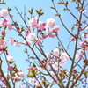 花模様
