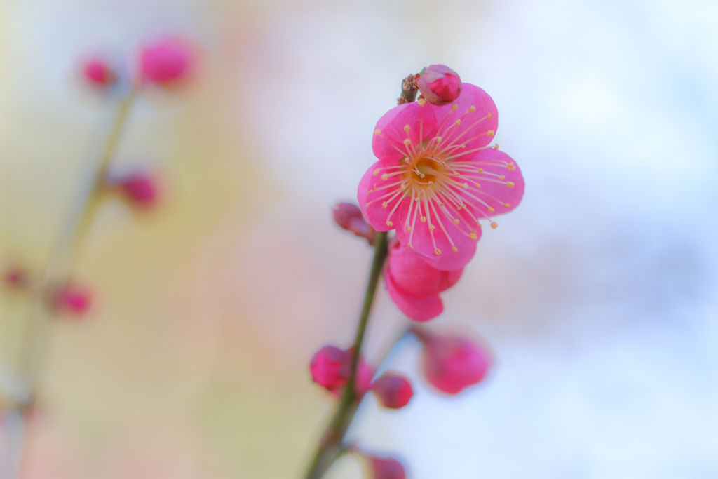 紅梅