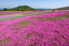 茶臼山高原　芝桜の丘