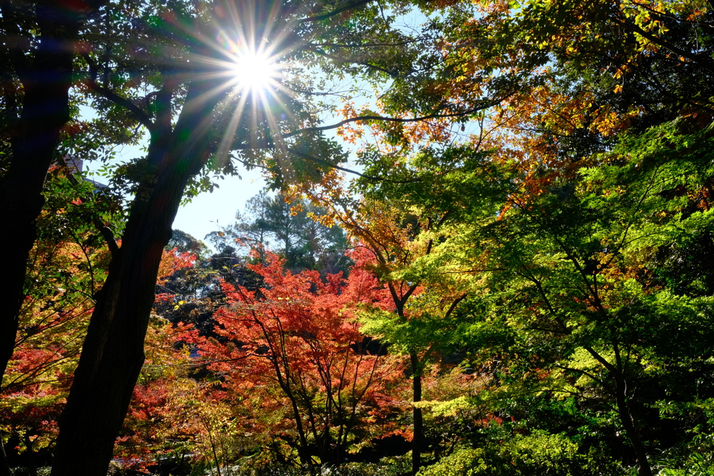 秋光に輝く