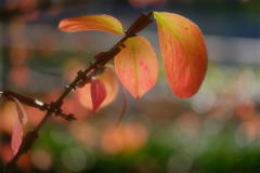 ニシキギ紅葉