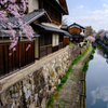 春の八幡堀