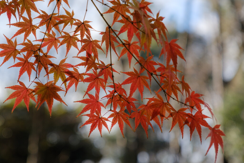 残り紅葉