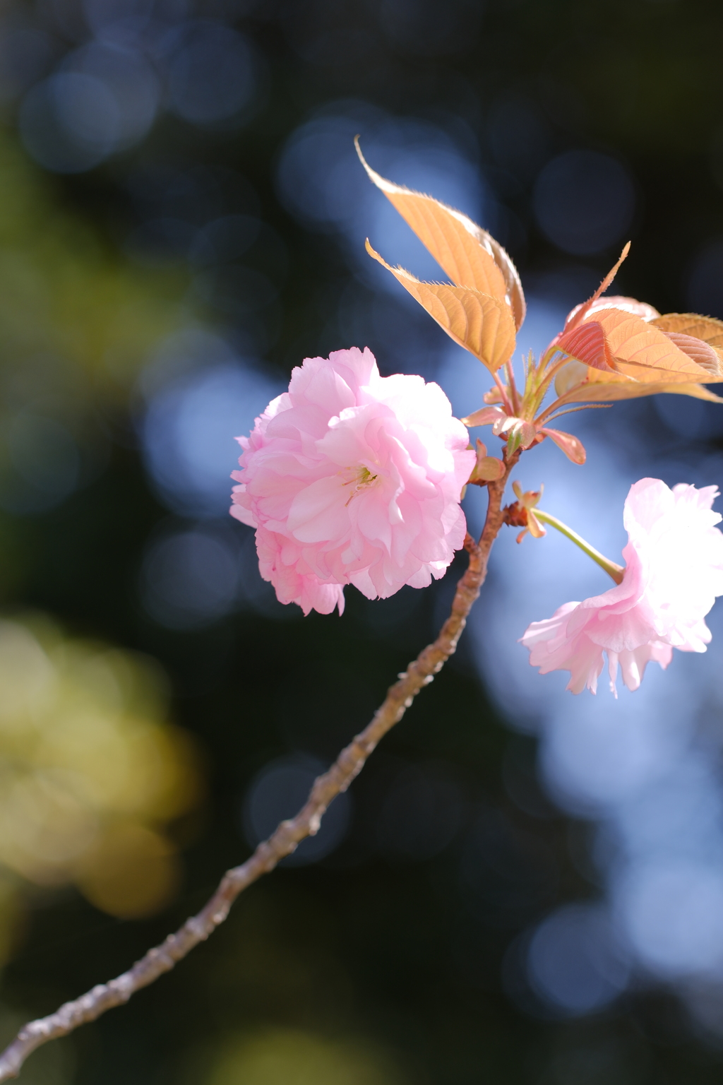 八重桜