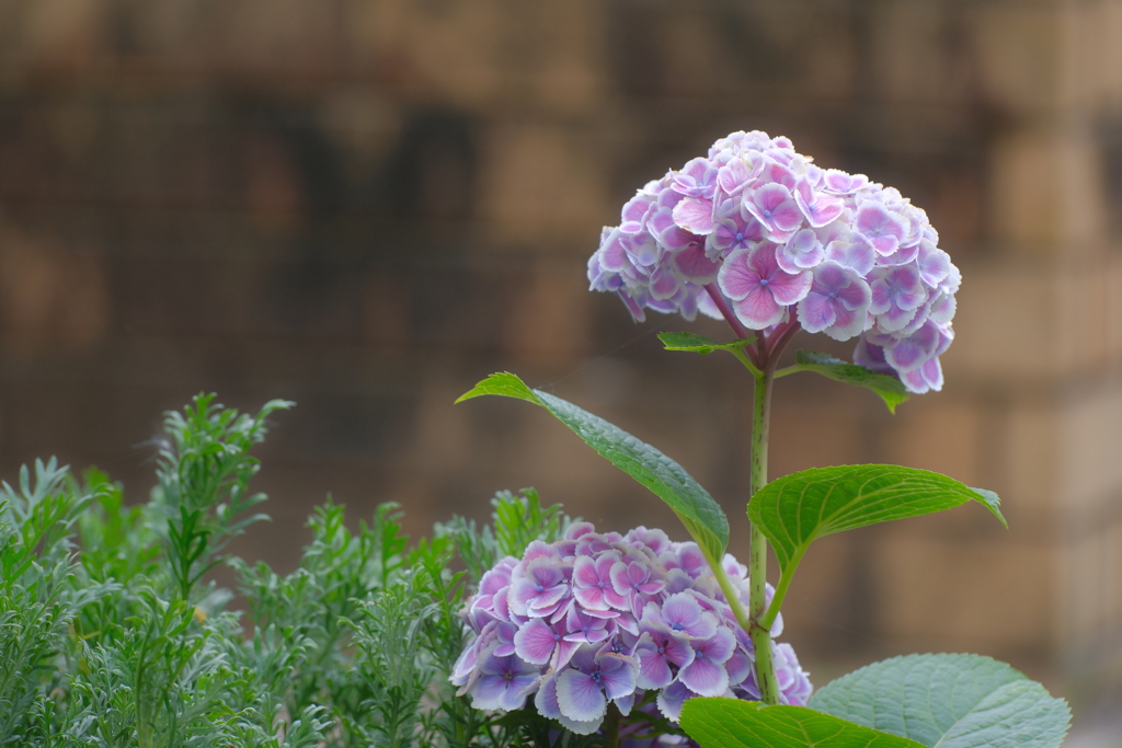 紫陽花