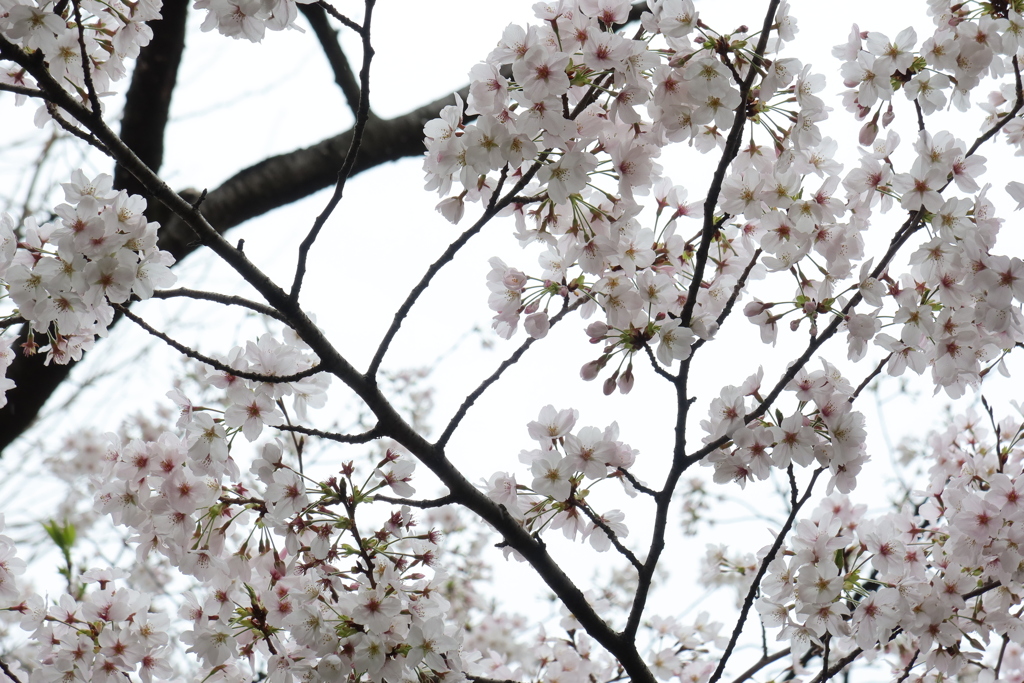 sakura