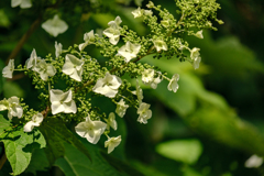 カシワバ紫陽花