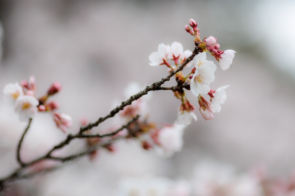 桜