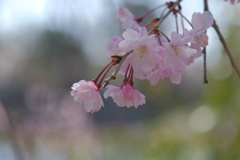 枝垂れ桜