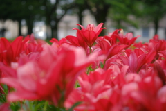 千種公園ゆり園にて