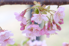 河津桜