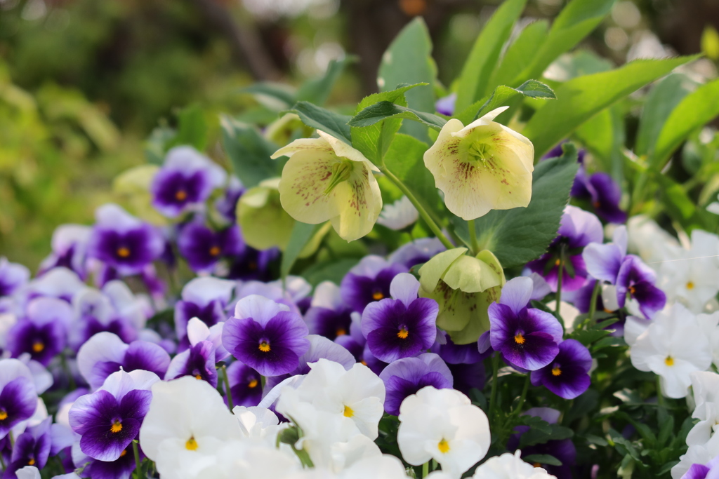 クリスマスローズ