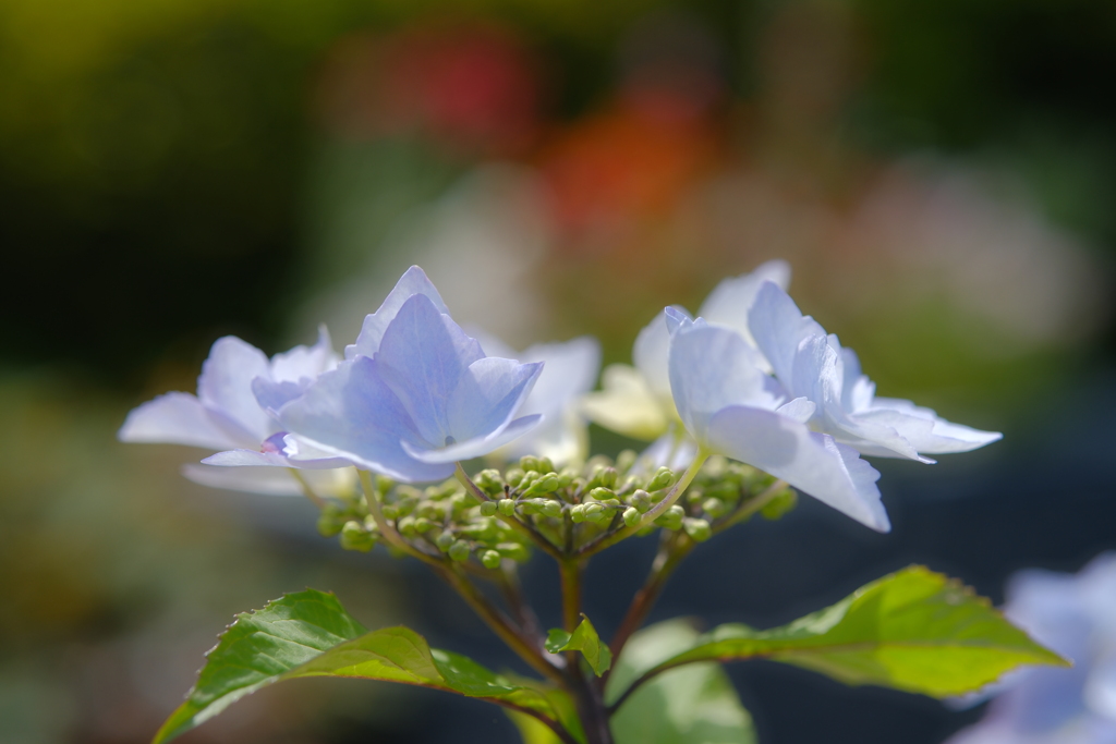 紫陽花