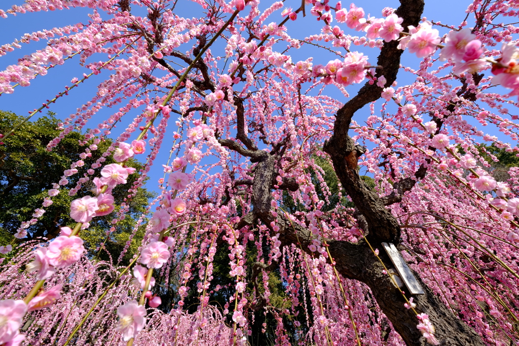 春爛漫