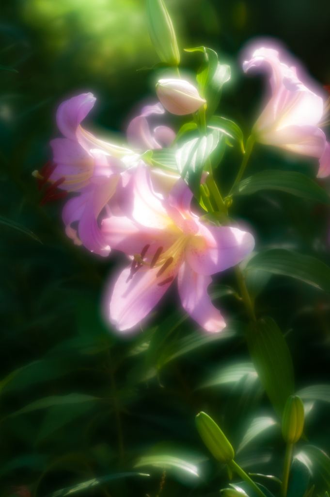 木漏れ日