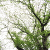 花散って新緑へ