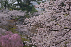 春の彩り