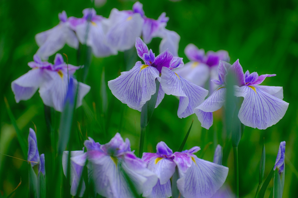 花菖蒲