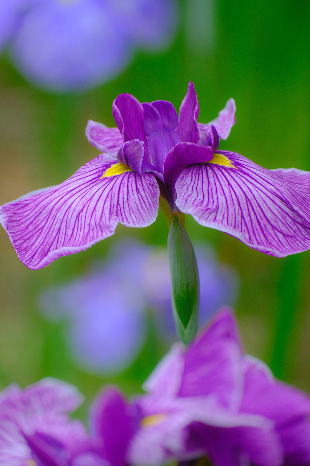 花菖蒲