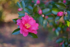 山茶花