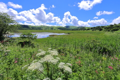 湿原の彩り