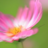 秋桜