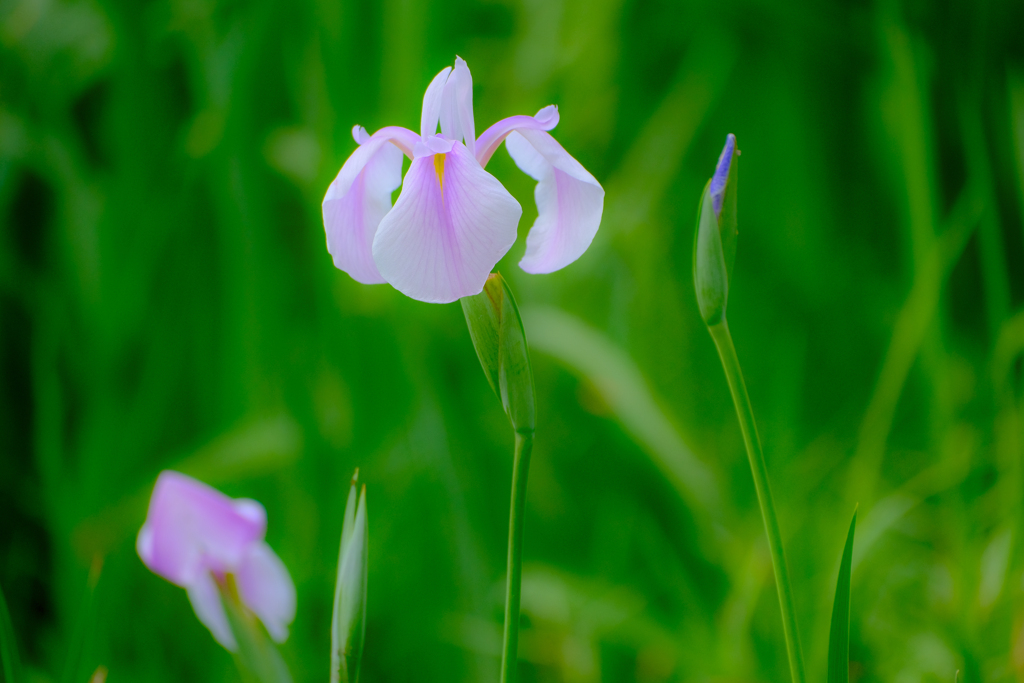 花菖蒲