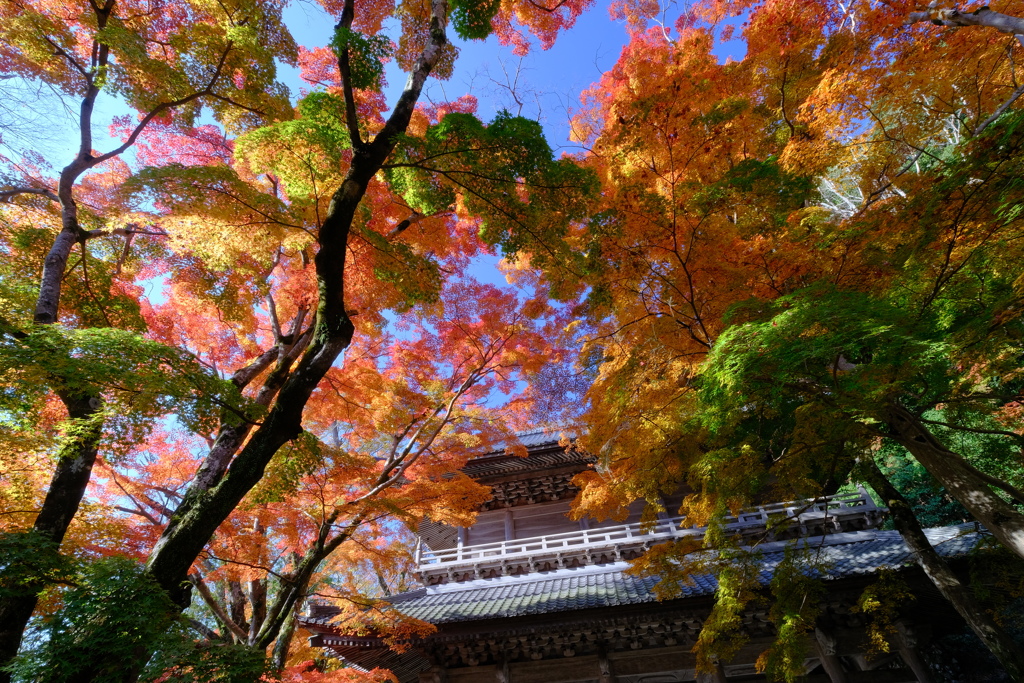 錦秋の永源寺